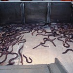 Hagfish to be sorted