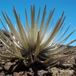 baby silversword