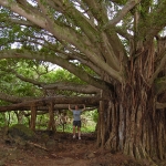 Emily holding up the Banyan tree