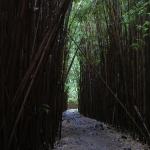 The bamboo forest near Waimoku Falls