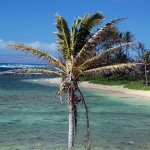 A palm tree
