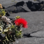 ohi'a flower