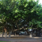 Banyan tree in Lahaina