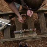 A fresh macadamia nut