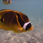 More fish...