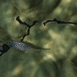 p1020695